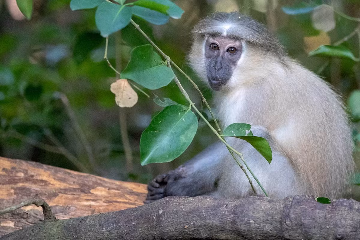 Khỉ xồm sông Tana (Cercopithecus galeritus) dài 44-63 cm, là loài đặc hữu của lưu vực sông Tana, Kenya. Loài khỉ sống trên mặt đất này có răng cửa lớn để phá các loại hạt cứng.