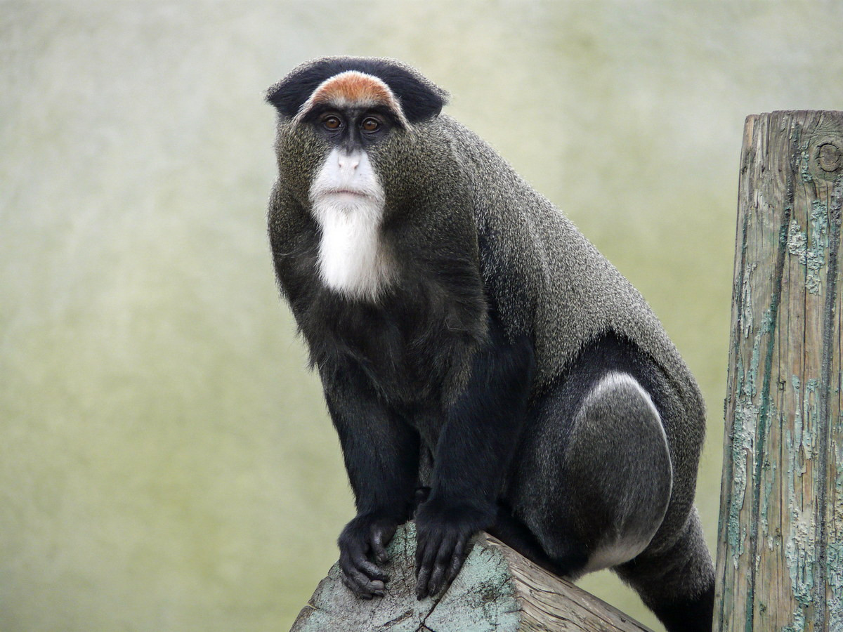 Khỉ râu trắng (Cercopithecus neglectus) dài 40-64 cm, sống ở các khu rừng đầm lầy Trung Phi. Loài khỉ này sống nửa trên cây, nửa dưới đất. Con đực lớn hơn con cái và có bộ phận sinh dục màu xanh nổi bật.