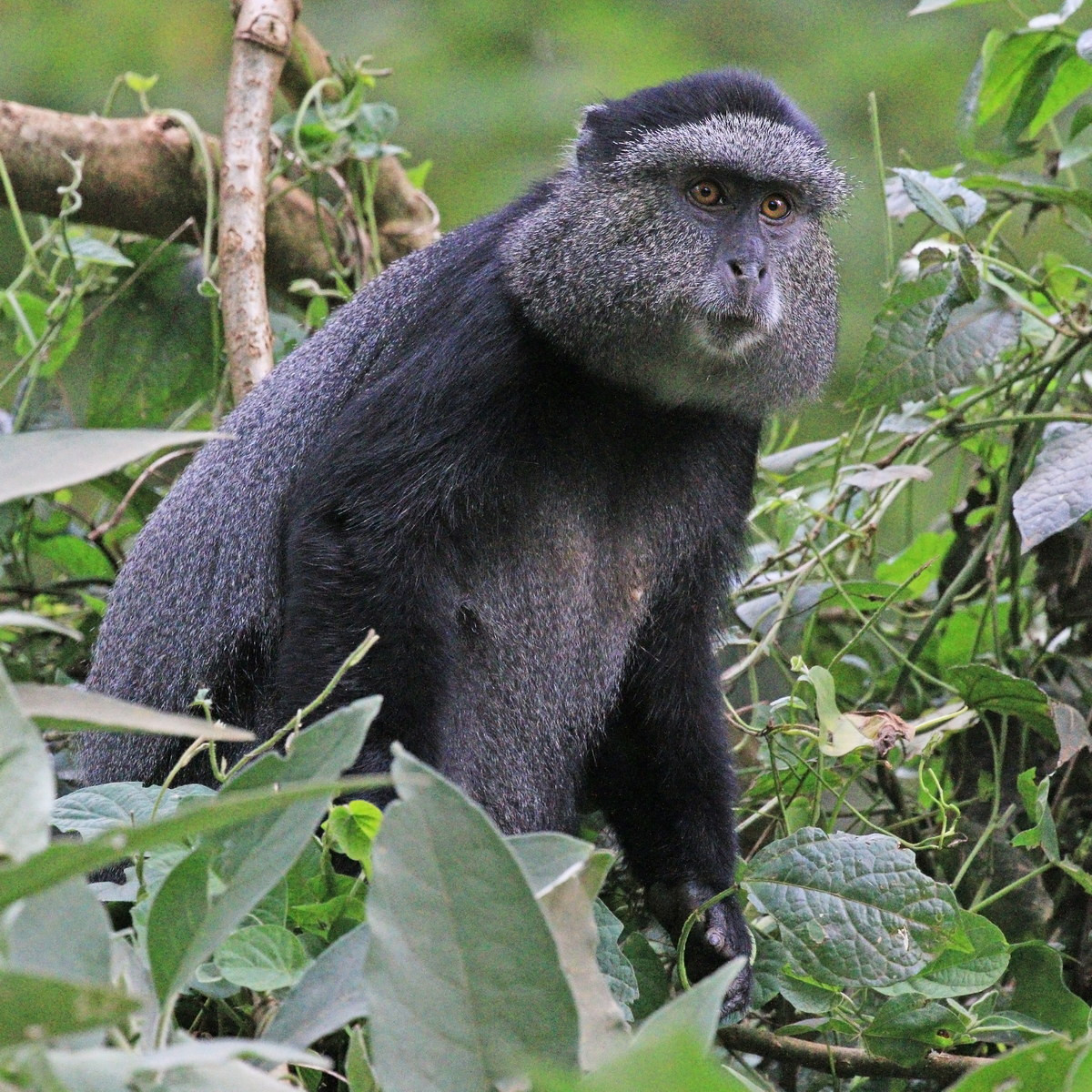 Khỉ xanh (Cercopithecus mitis) dài 49-66 cm, được ghi nhận ở miền Đông, miền trung và miền Nam châu Phi. Các nhóm xã hội của loài linh trưởng này có số lượng lên đến 40 cá thể, bao gồm một con đực đầu đàn thống trị.