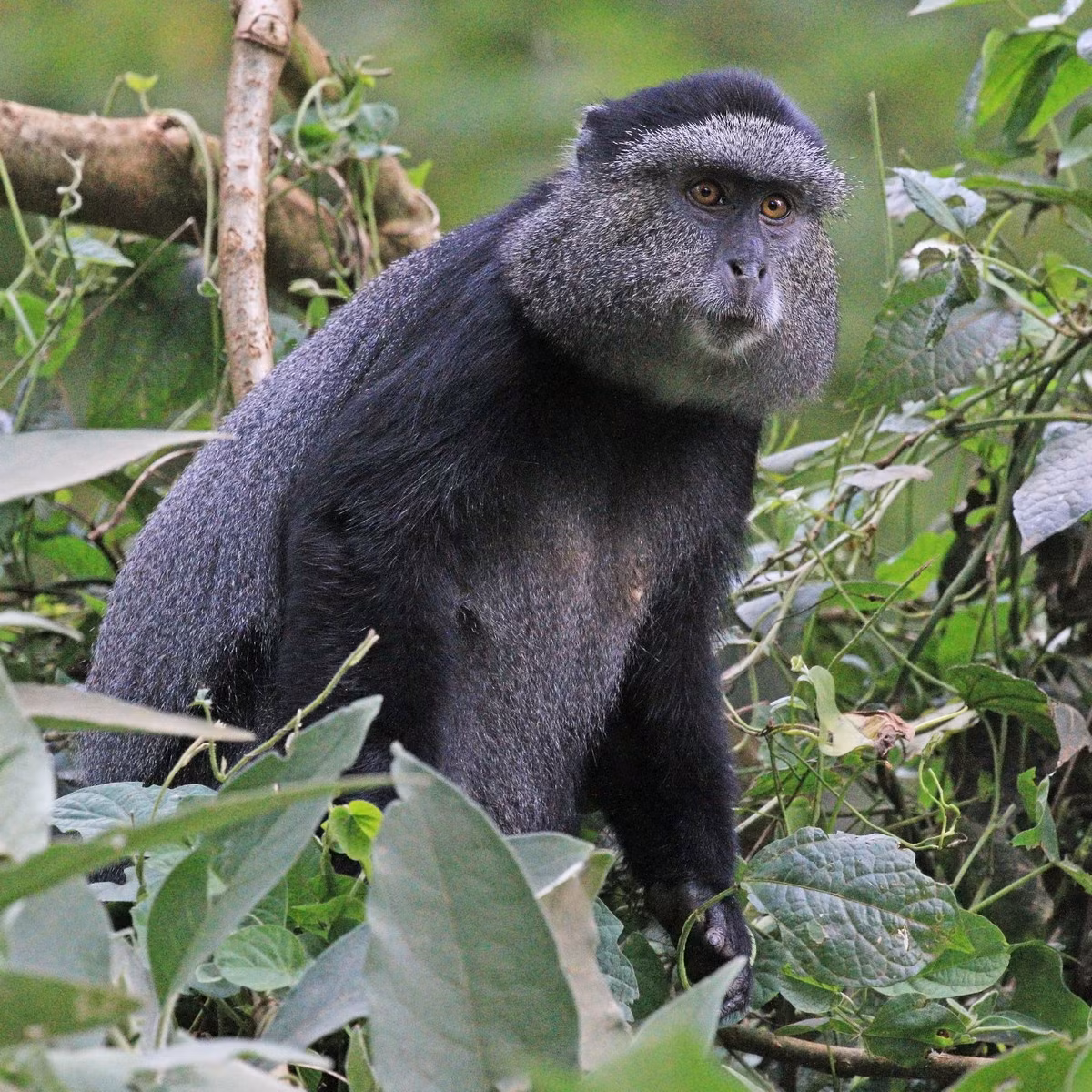 Khỉ xanh (Cercopithecus mitis) dài 49-66 cm, được ghi nhận ở miền Đông, miền trung và miền Nam châu Phi. Các nhóm xã hội của loài linh trưởng này có số lượng lên đến 40 cá thể, bao gồm một con đực đầu đàn thống trị.