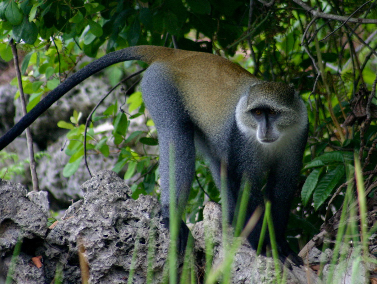 Khỉ họng trắng (Cercopithecus albogularis) dài 44-70 cm, phân bố ở Đông và Nam Phi, gồm cả đảo Zanzibar và quần đảo Mafia. Loài này ăn tạp, có lông ở mặt lưng màu nâu, phần dưới mặt màu trắng xám.