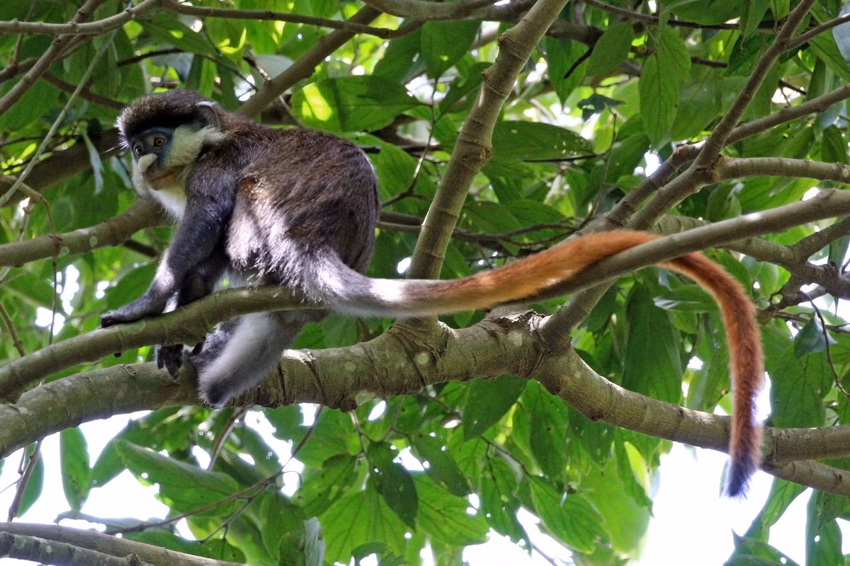Khỉ đuôi đỏ (Cercopithecus ascanius) dài 41-48 cm, sống trên cây ở các sinh cảnh rừng ẩm Trung Phi. Loài khỉ này có túi má lớn để chứa quả, thức ăn chủ yếu của chúng.