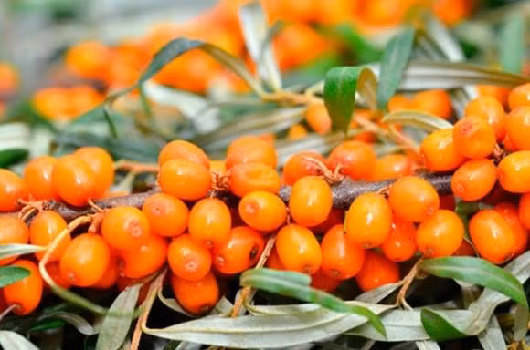 10 loai trai cay de beo hon an thit, sau rieng chi dung thu 3-Hinh-3