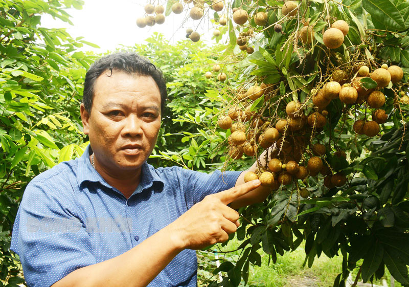 Trong giong nhan moi la, cay thap te da ra trai khong kip can