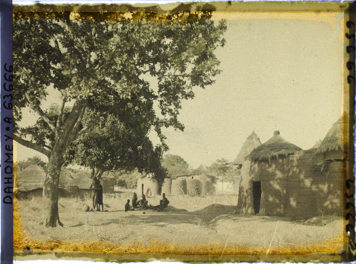 Cây akee (Blighia sapida) ở một góc làng Natitingou.