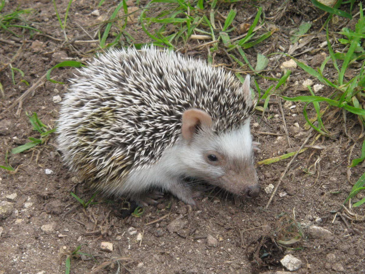 Nhím chuột Algeria (Atelerix algirus) dài 18-25 cm, xuất hiện ở một số sinh cảnh khác nhau ven bờ Địa Trung Hải tại châu Phi. Loài nhím chuột này được nhận dạng nhờ phần mặt và bụng sáng màu.