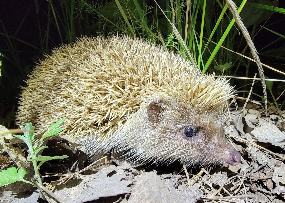 Nhím chuột Hugh (Mesechinus hughi) dài 16-20 cm, có nguồn gốc từ Mãn Châu và miền trung Trung Quốc. Loài này ưa thích những vùng đất trống của thảo nguyên khô, nhưng cũng sống ở vùng cây bụi và rừng rậm. Chúng tìm kiếm thức ăn ngay cả vào ban ngày trong những ngày mưa.