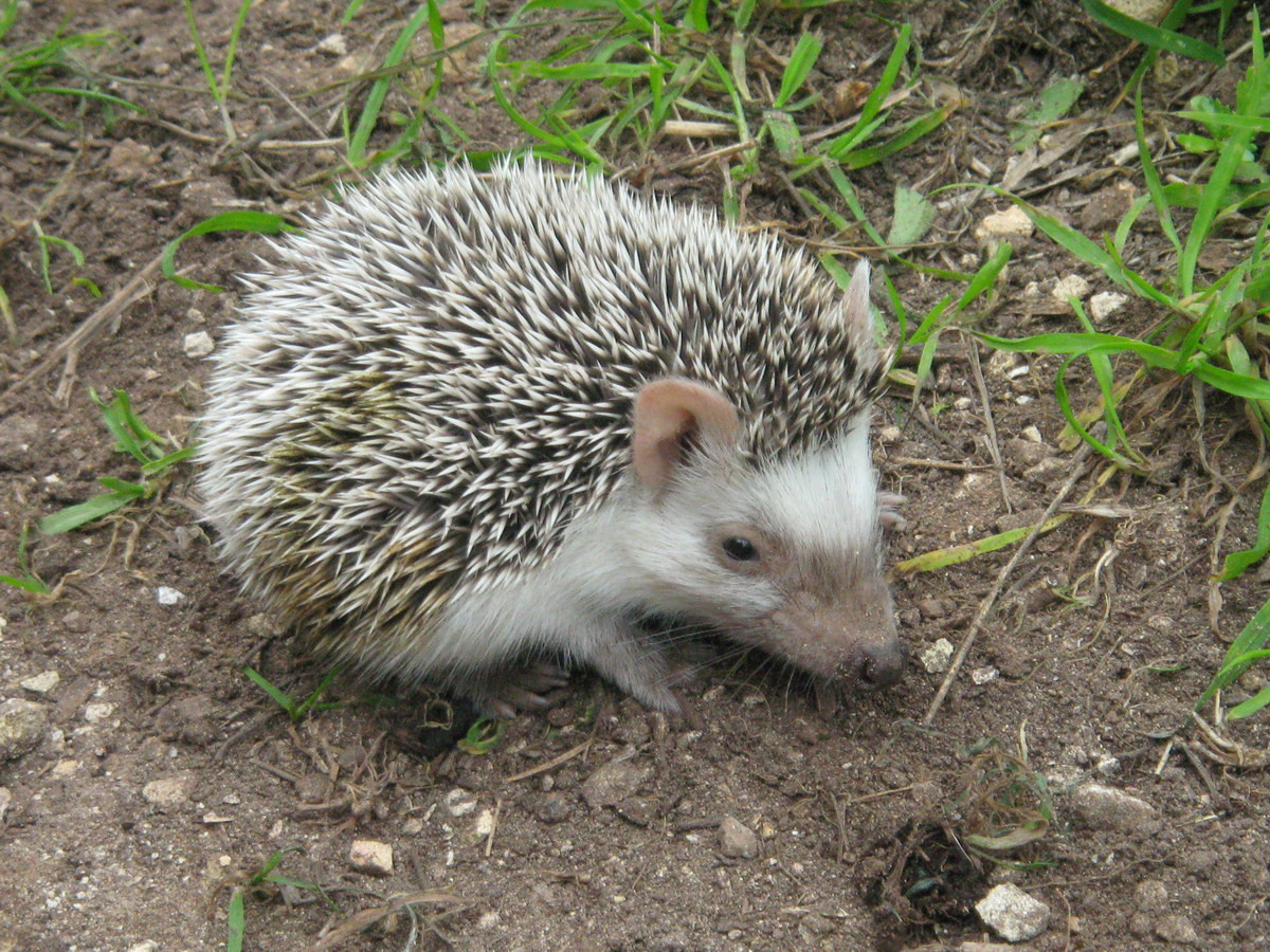 Nhím chuột Algeria (Atelerix algirus) dài 18-25 cm, xuất hiện ở một số sinh cảnh khác nhau ven bờ Địa Trung Hải tại châu Phi. Loài nhím chuột này được nhận dạng nhờ phần mặt và bụng sáng màu.