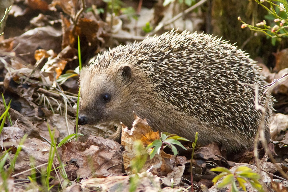 Nhím chuột châu Âu (Erinaceus europaeus) dài 20-30 cm, phân bố khắp Tây Âu. Loài này cư trú trong rừng thưa, đất canh tác và vườn cây. Ở khu vực lạnh, chúng ngủ đông trong tổ lằm bằng lá và cỏ.