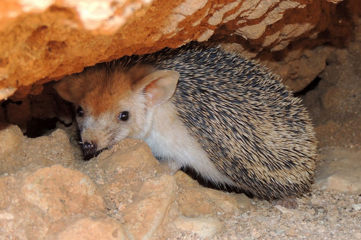 Nhím chuột tai to (Hemiechinus auritus) dài 14-28 cm, sống ở các sa mạc Bắc Phi, Trung Đông và Trung Á. Cái tai to của loài vật hoạt động về đêm này giúp chúng tỏa nhiệt để làm mát cơ thể vào những ngày nóng bức.