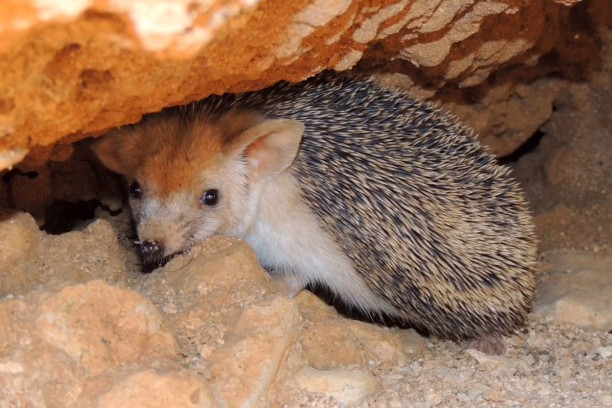 Nhím chuột tai to (Hemiechinus auritus) dài 14-28 cm, sống ở các sa mạc Bắc Phi, Trung Đông và Trung Á. Cái tai to của loài vật hoạt động về đêm này giúp chúng tỏa nhiệt để làm mát cơ thể vào những ngày nóng bức.