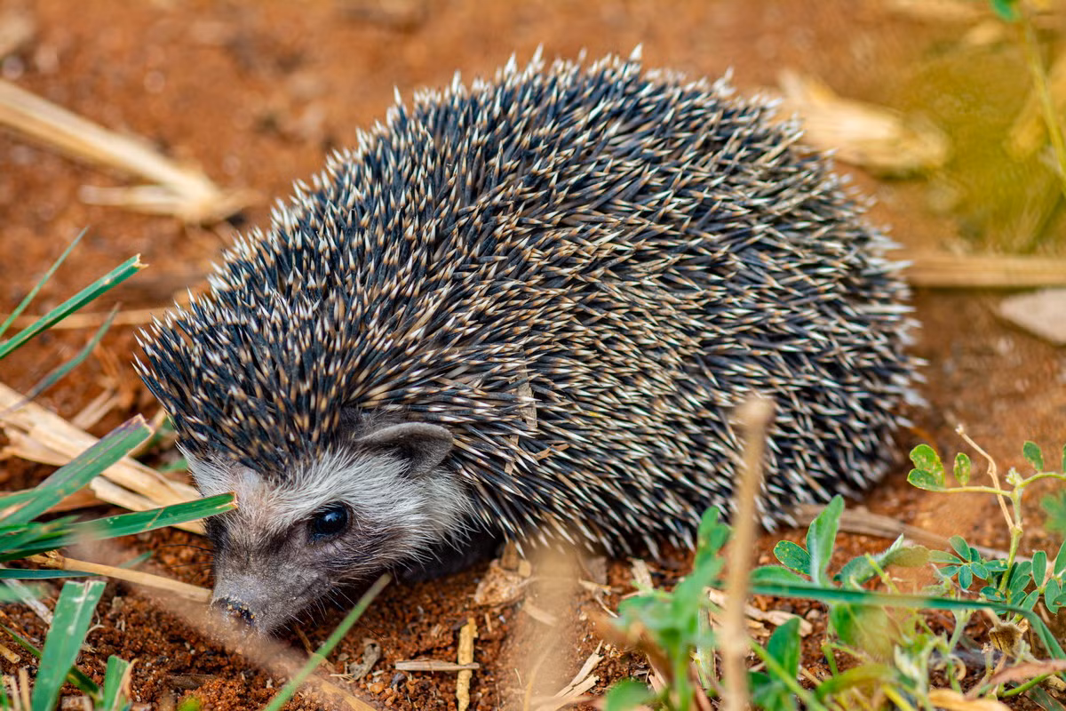 Nhím chuột bốn ngón (Atelerix albiventris) dài 13-22 cm, phân bố rộng ở khu vực trung tâm châu Phi. Chân sau của loài nhím chuột này chỉ có bốn thay vì năm ngón. Đây là loài nhím chuột được nuôi làm thú cưng phổ biến nhất thế giới.