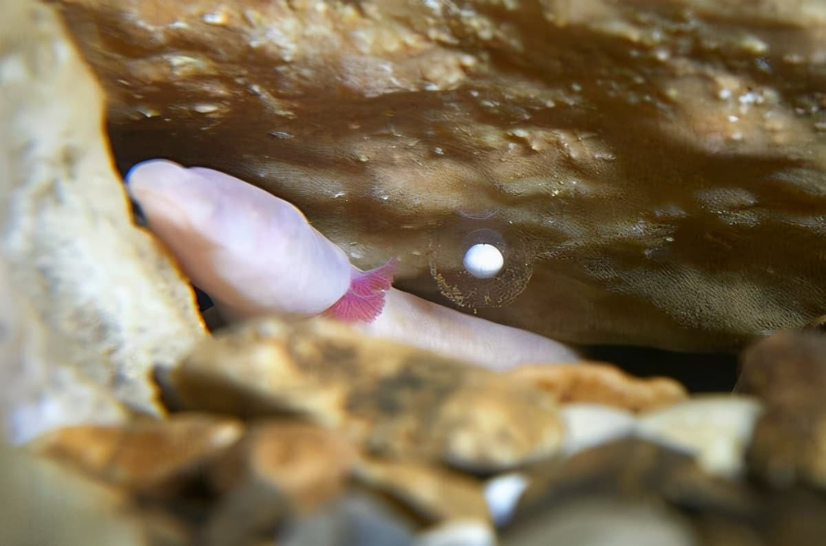 Tuy nhiên nếu phát hiện nguồn thức ăn như tôm, ốc nhỏ vào trong hang thì chúng sẽ sử dụng thính giác, khứu giác và vị giác cực kỳ nhạy bén để xác định vị trí con mồi, rồi rình mồi. 