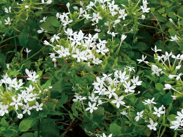  Lúc này, hương thơm bay xa và một khi rắn ngửi được thoang thoảng thôi sẽ nhanh chóng tới ngay. Vậy nên, không được trồng hoa này, còn lỡ trồng rồi thì phải chặt bỏ, đừng để bất cứ ai trong nhà xảy ra chuyện thì hối hận không kịp. 