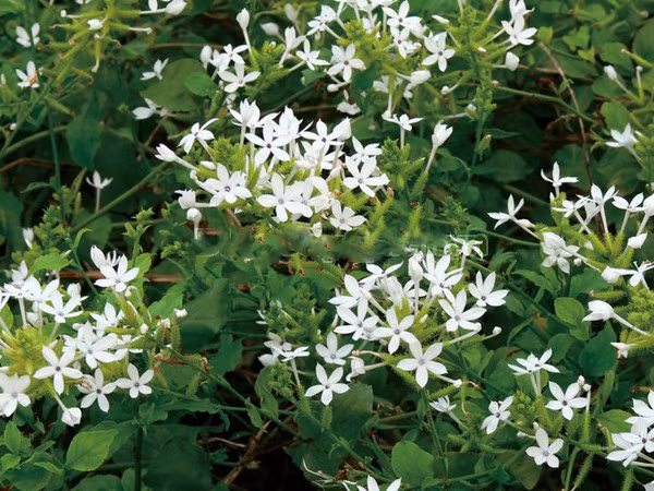  Lúc này, hương thơm bay xa và một khi rắn ngửi được thoang thoảng thôi sẽ nhanh chóng tới ngay. Vậy nên, không được trồng hoa này, còn lỡ trồng rồi thì phải chặt bỏ, đừng để bất cứ ai trong nhà xảy ra chuyện thì hối hận không kịp. 