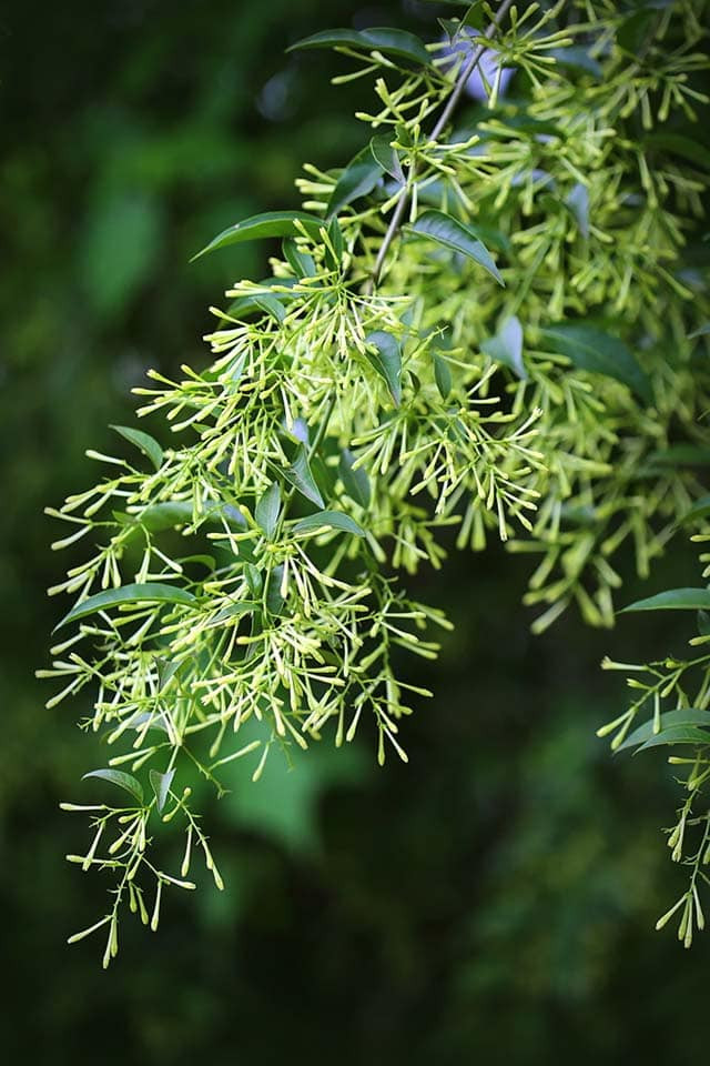  Cây dạ lý hương, hoa quỳnh: Nhiều người nghĩ rằng mùi thơm từ hoa của các loài cây này chiêu dụ rắn. Đặc biệt là ban đêm chúng tỏa hương rất nhiều. Tuy nhiên thực tế là mùi hương nồng nàn của các loài hoa này vào ban đêm sẽ thu hút nhiều côn trùng, động vật nhỏ như chuột, ếch… 