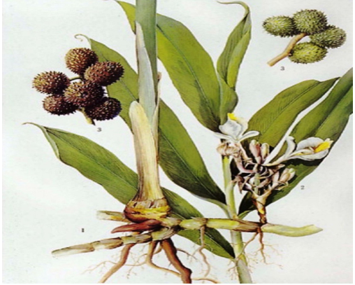  Nhưng khổ nỗi những người này lại không biết rằng, sa nhân tím có vị ngọt, chuyên là thức ăn của loài chuột, sóc, nhím… Trong khi đó, rắn lại rất thích ăn những con vật này nên sẽ mò đến nơi có sa nhân tím để săn mồi. 