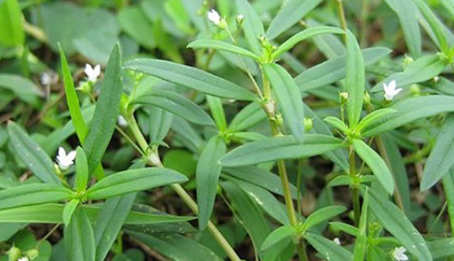  Bạch hoa xà thiệt thảo: Tuy thêm hai từ thiệt thảo phía sau làm nhiều người lầm tưởng là tên gọi khác của bạch hoa xà, nhưng không phải. Hai loại hoa này hoàn toàn khác nhau và bạch hoa xà thiệt thảo còn được gọi là lưỡi rắn trắng. 