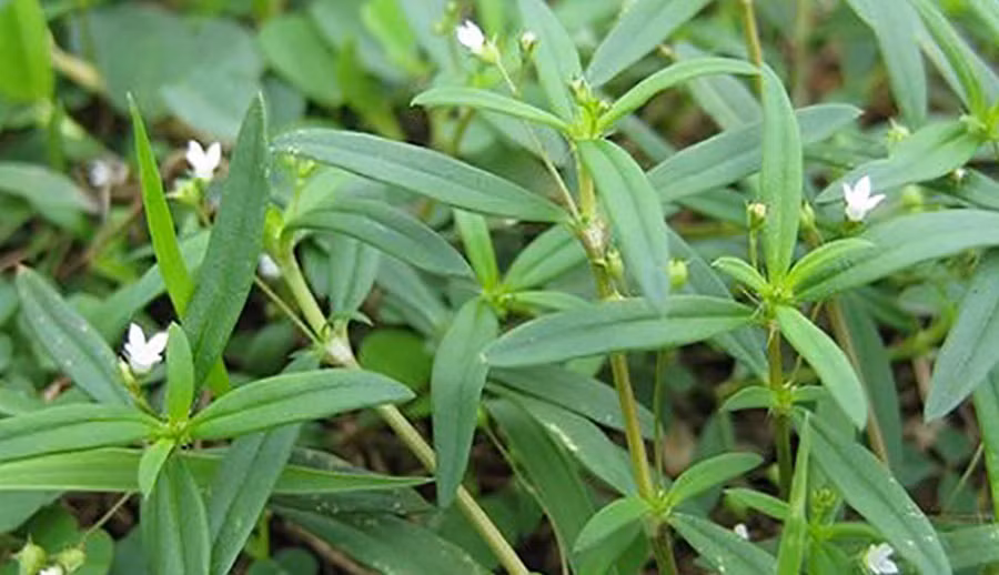  Bạch hoa xà thiệt thảo: Tuy thêm hai từ thiệt thảo phía sau làm nhiều người lầm tưởng là tên gọi khác của bạch hoa xà, nhưng không phải. Hai loại hoa này hoàn toàn khác nhau và bạch hoa xà thiệt thảo còn được gọi là lưỡi rắn trắng. 