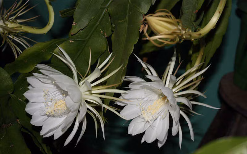  Đây chính là miếng mồi ngon cho rắn nên chúng thường trốn vào các bụi cây này để chờ con mồi. Nếu muốn trồng dạ lý hương hay hoa quỳnh… chúng ta cần cắt tỉa gọn, tránh để cành lá um tùm sát mặt đất. Như vậy, rắn mới không có chỗ trú ngụ.