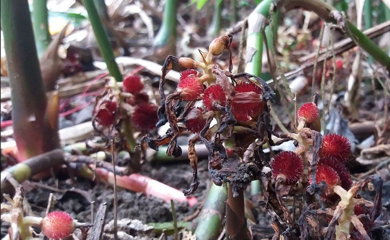  Sa nhân tím: Nhìn qua thì sa nhân tím không gì đẹp, nhưng nó lại quý giá vì được xem là dược liệu chữa được những triệu chứng phổ biến như: lạnh bụng, đầy hơi, tiêu chảy, đau nhức răng… nên nhiều người cũng chuộng trồng. 