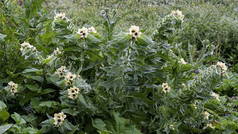  4. Cây thiên tiên tử: Cây thiên tiên tử có tên khoa học là Henbane, hay còn gọi là cây chuông ngựa, thuộc chi Henbane thuộc họ Solanaceae. Hình dáng của nó giống như chiếc váy của nàng tiên nên gọi là thiên tiên tử. 