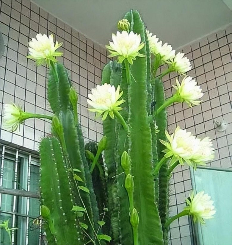  Tuy nhiên, xương rồng keel thực sự không thích hợp để trồng trong phòng khách, nguyên nhân chủ yếu là vì nó có chứa độc tố nguy hiểm. Cụ thể, mủ và gai của cây có thể khiến cho người tiếp xúc bị dị ứng nặng.