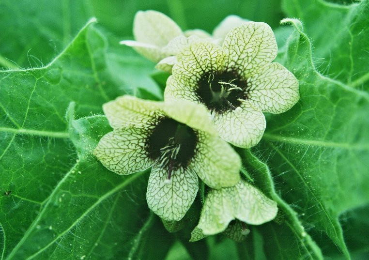  Mặc dù từ tên gọi đến ngoại hình của nó đều toát lên 2 chữ "xinh đẹp" nhưng nó lại được mệnh danh là loài có "trái tim đen". Nguyên nhân chính đến từ mùi hương do hoa tỏa ra rất khó chịu, nếu ở trong môi trường này lâu sẽ dễ bị hoa mắt, chóng mặt thậm chí nôn mửa.