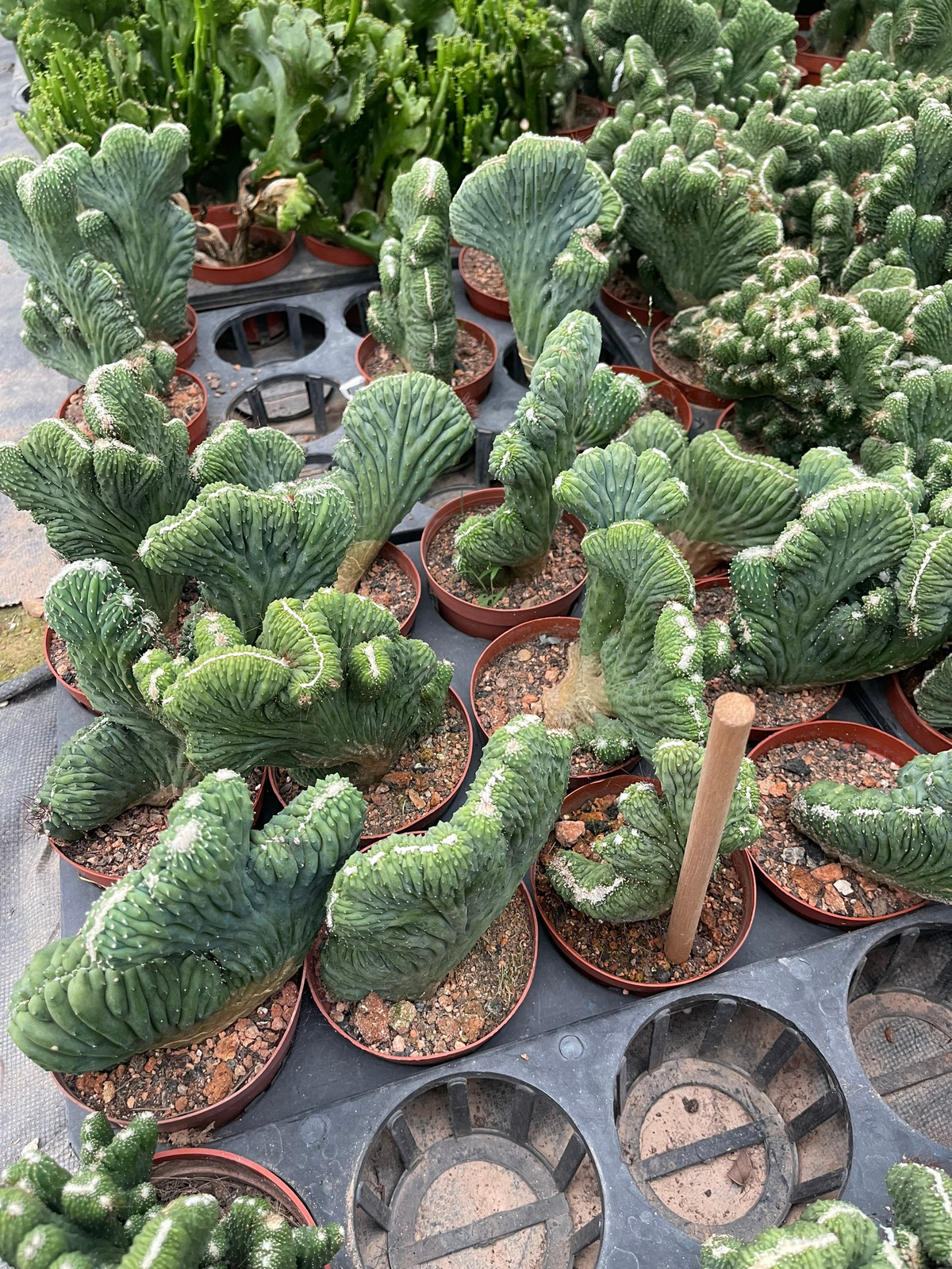  Chưa kể, vì là loại cây mọng nước, sức sống mãnh liệt ngay cả khi gia chủ không có thời gian chăm sóc và tưới nước. Nên xương rồng Vân Sơn được rất nhiều người ưa chuộng.