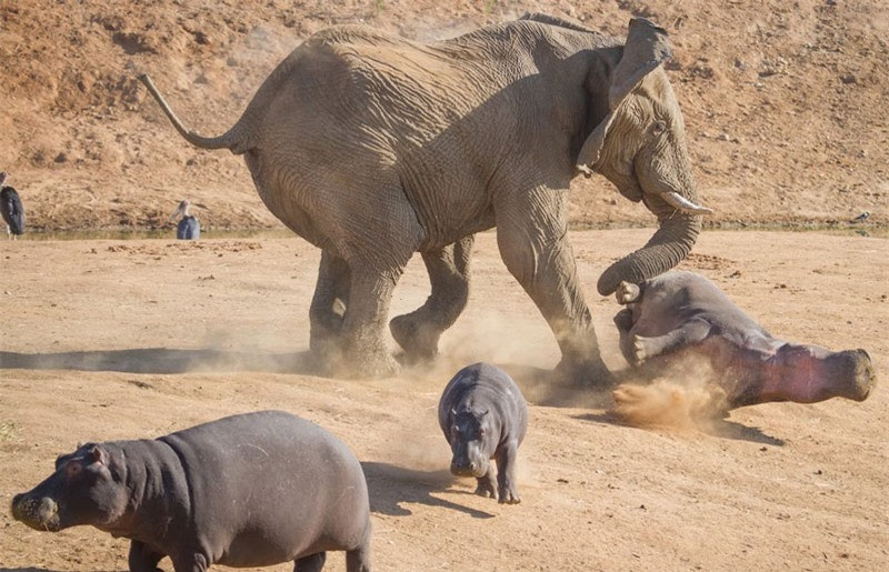Vì vậy, “gã khồng lồ” dễ bị “phát điên” và sẵn sàng tấn công tất cả mọi thứ mà nó xem là trêu tức mình.