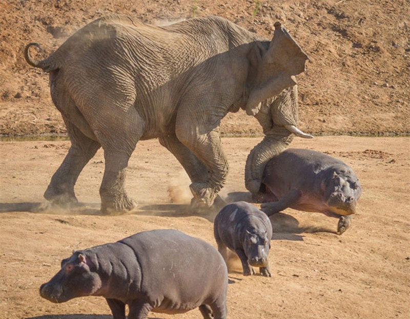 Theo Van Schalkwyk, do vào mùa giao phối nên con voi đực này đã không kiểm soát được tinh thần.