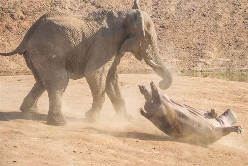 Được biết, sau khi dính cú húc cực mạnh của voi, hà mã này đã dính phải một số chấn thương ở người. Tuy nhiên, điều đó lại không ảnh hưởng đến tính mạng.