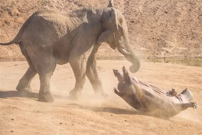 Được biết, sau khi dính cú húc cực mạnh của voi, hà mã này đã dính phải một số chấn thương ở người. Tuy nhiên, điều đó lại không ảnh hưởng đến tính mạng.