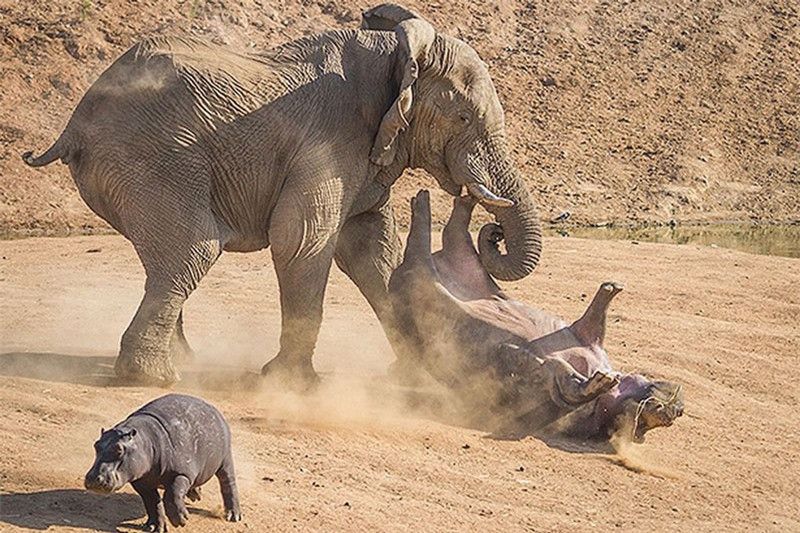 Thậm chí, cú húc cực mạnh của con voi còn khiến nó bị lật ngửa bụng lên trời.