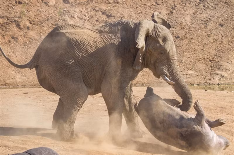Chính vì thế mà chú hà mã mẹ “đen đủi” này đã bị con voi đực tấn công khá mãnh liệt.