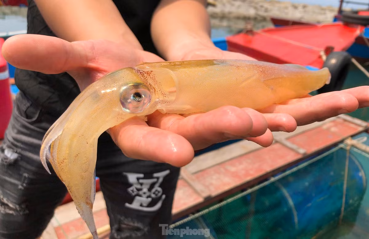 Ha Tinh: Muc nhay Vung Ang “dat khach” dau he-Hinh-5