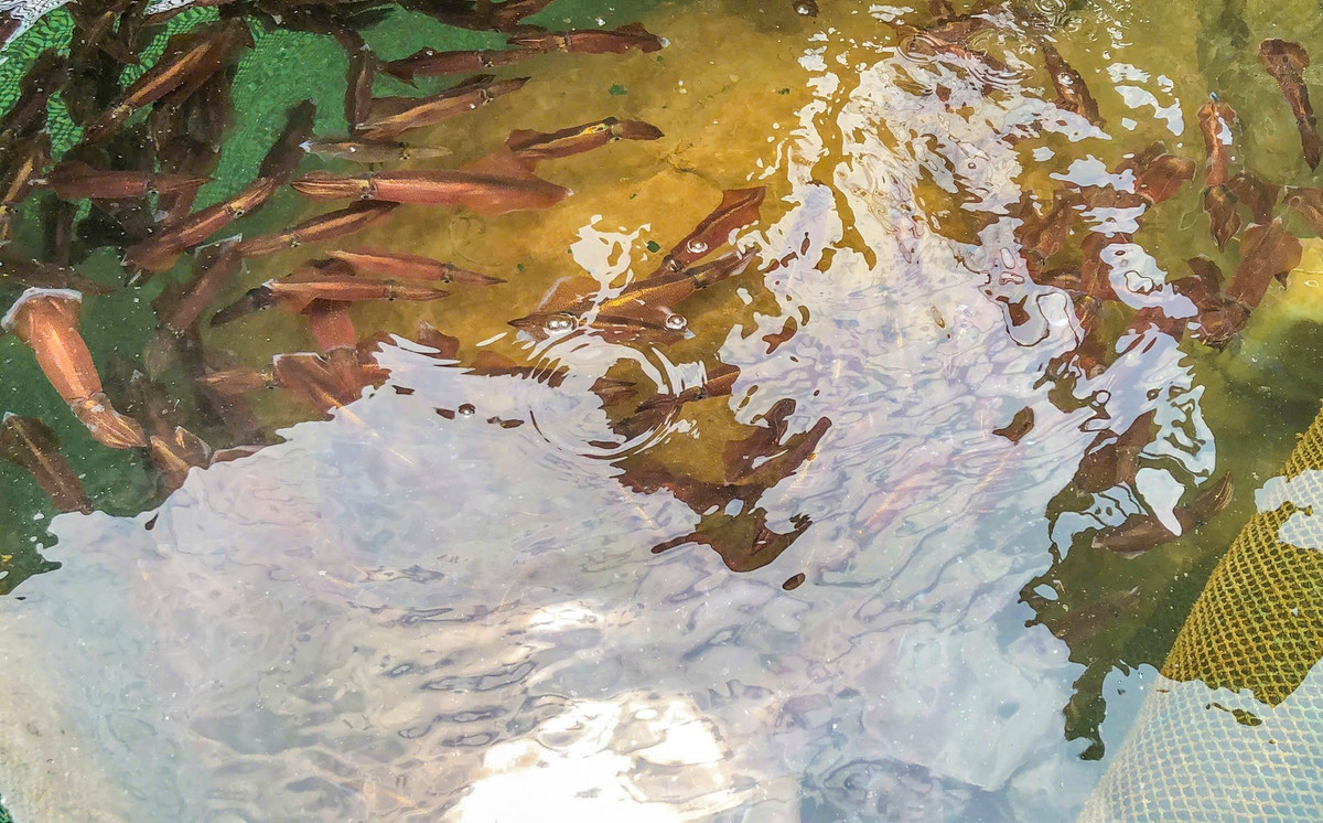 Ha Tinh: Muc nhay Vung Ang “dat khach” dau he