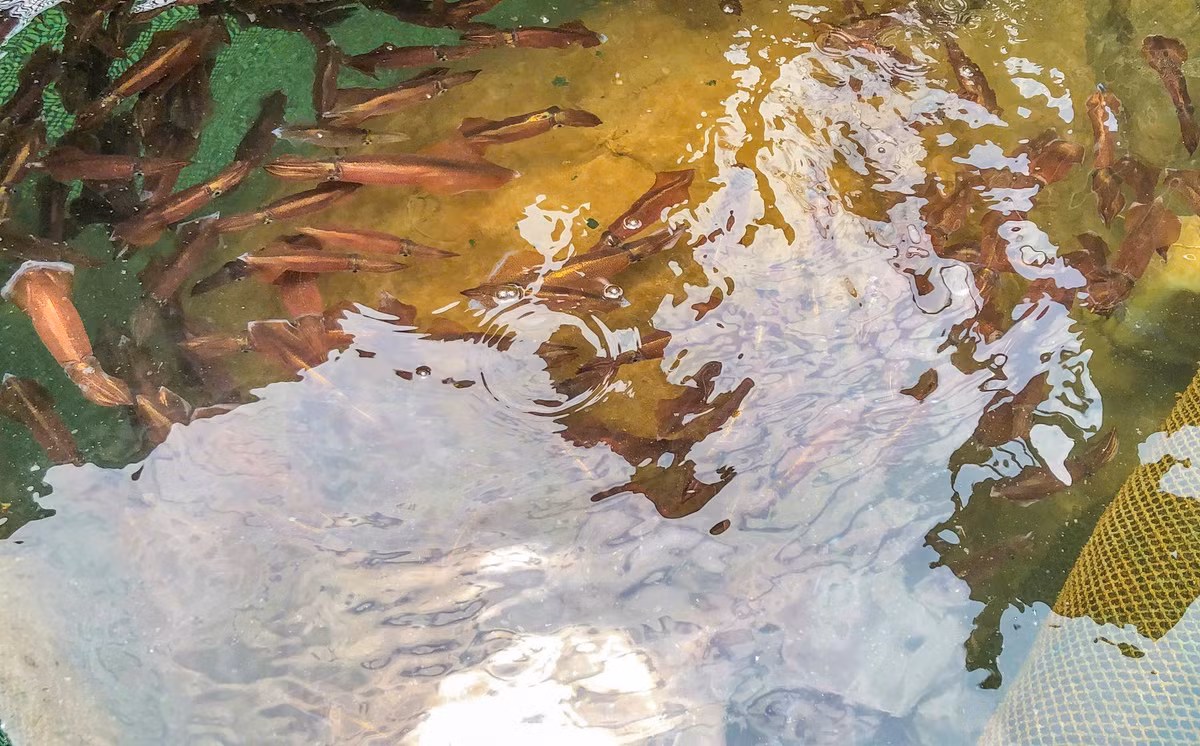 Ha Tinh: Muc nhay Vung Ang “dat khach” dau he