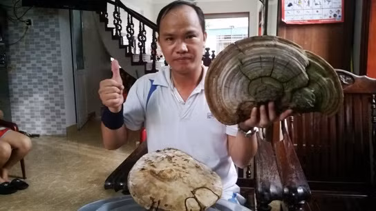 Cây nấm linh chi không phải vong hóa thành như đồn đoán.