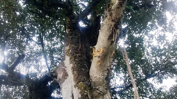 Cây đa nơi phát hiện nấm linh chi.