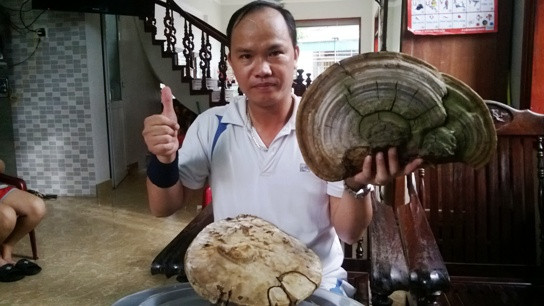 Hai cây nấm linh chi khủng được phát hiện ở Hải Dương là nấm cổ linh chi.