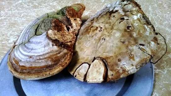 Việc phát hiện hai cây nấm linh chi trên cây đa ở đồng bằng là chuyện lạ với người dân địa phương.