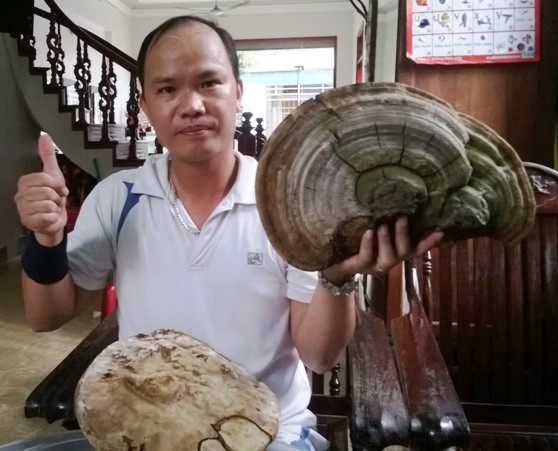 Anh Trần Văn Thọ và 2 cây nấm linh chi được phát hiện trên cây đa.