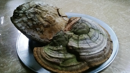 Hai cây nấm này có tuổi thọ từ vài chục năm đến trăm năm.