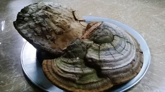 Hai cây nấm này có tuổi thọ từ vài chục năm đến trăm năm.