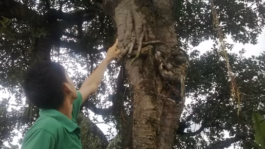 Người dân chỉ vị trí phát hiện thêm 2 cây nấm linh chi đỏ sau khi phát hiện 2 cây nấm cổ linh chi "khủng".