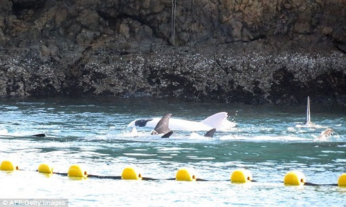 Con cá heo bạch tạng này vừa bị bắt và phải sống trong điều kiện nuôi nhốt.