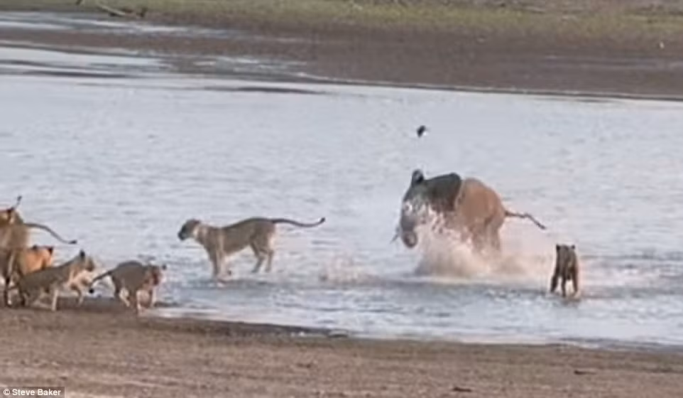 Con voi gắng sức ra được vùng nước, khiến kẻ săn mồi phải đưa ra quyết định khó khăn: tiếp tục hay bỏ cuộc.