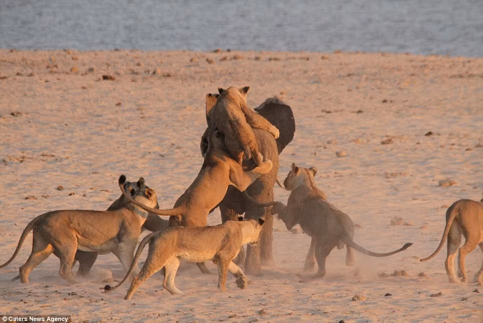 Cả bầy sư tử lần lượt nhảy bổ vào con mồi. Tưởng chừng con voi sẽ nhanh chóng bị hạ gục, nhưng thực tế lại không như vậy.