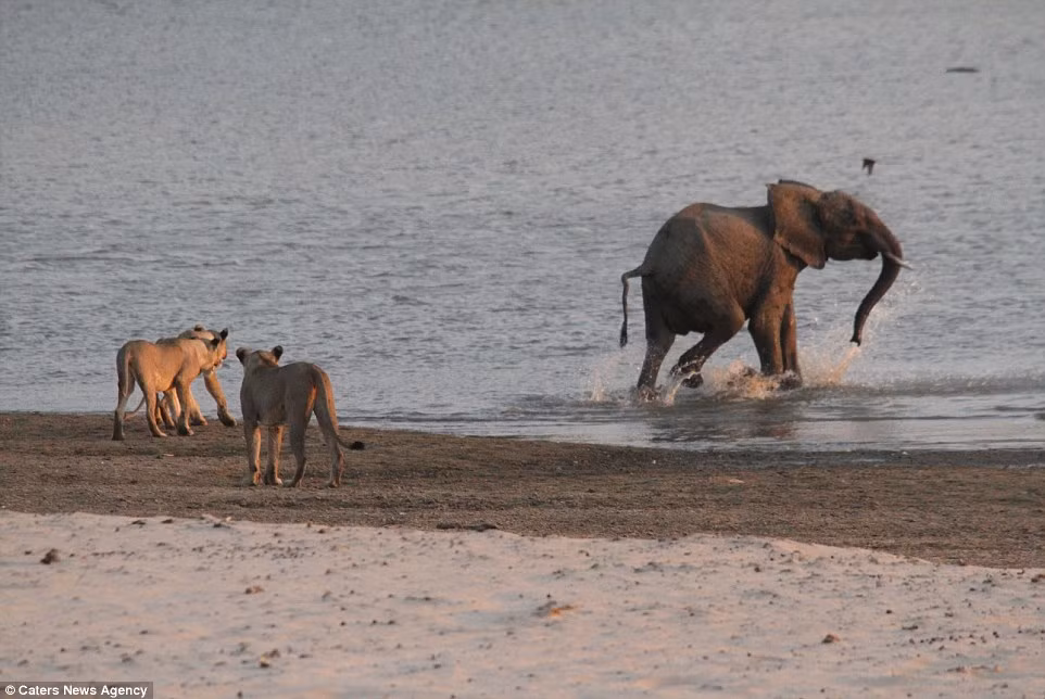 Sư tử không mấy thích thú với nước nên chúng đành phải từ bỏ con mồi béo bở.